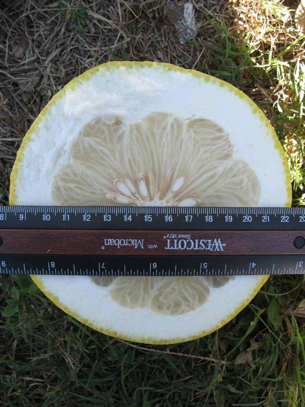                Fruit cross-section (Siamese, Winter Haven,   FL)       